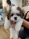 Alano Espanol Puppies for sale in Bronxville, NY 10708, USA. price: NA