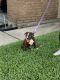 Alapaha Blue Blood Bulldog Puppies for sale in Houston, TX, USA. price: $1,200