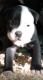 Alapaha Blue Blood Bulldog Puppies for sale in NC-78, Sanford, NC, USA. price: NA