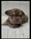 Alapaha Blue Blood Bulldog Puppies for sale in United Kingdom Dr, Austin, TX 78748, USA. price: NA