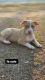 Alapaha Blue Blood Bulldog Puppies for sale in Simpsonville, SC, USA. price: NA