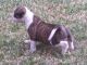 Alapaha Blue Blood Bulldog Puppies for sale in Cedar Hill, TX, USA. price: $600