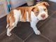 Alapaha Blue Blood Bulldog Puppies for sale in Los Angeles, CA, USA. price: $900