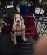 Alapaha Blue Blood Bulldog Puppies for sale in Atlanta, GA, USA. price: NA