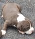 Alapaha Blue Blood Bulldog Puppies for sale in Cameron, NC 28326, USA. price: $2,000