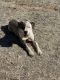 Alapaha Blue Blood Bulldog Puppies for sale in Galt, CA 95632, USA. price: $40