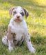 Alapaha Blue Blood Bulldog Puppies for sale in Dallas, TX, USA. price: $600