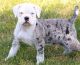 Alapaha Blue Blood Bulldog Puppies for sale in Conroe, TX 77385, USA. price: $700