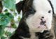 Alapaha Blue Blood Bulldog Puppies for sale in Middletown, CT, USA. price: NA