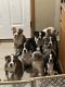 Alapaha Blue Blood Bulldog Puppies for sale in Westland, MI, USA. price: NA