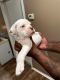 Alapaha Blue Blood Bulldog Puppies for sale in Hamilton, New Jersey. price: $500