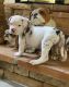 Alapaha Blue Blood Bulldog Puppies for sale in San Antonio, Texas. price: $400