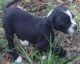 Alapaha Blue Blood Bulldog Puppies for sale in Fresno, CA, USA. price: NA