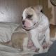 Alapaha Blue Blood Bulldog Puppies for sale in Riverside, CA, USA. price: NA