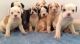 Alapaha Blue Blood Bulldog Puppies for sale in Bronx County, NY, USA. price: NA