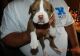 Alapaha Blue Blood Bulldog Puppies for sale in Aurora, CO, USA. price: NA