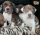 Alapaha Blue Blood Bulldog Puppies for sale in Beaumont, TX, USA. price: NA