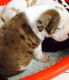 Alapaha Blue Blood Bulldog Puppies for sale in Pleasantville, PA 16341, USA. price: NA