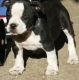 Alapaha Blue Blood Bulldog Puppies for sale in Provo, UT, USA. price: NA