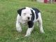 Alapaha Blue Blood Bulldog Puppies for sale in Columbus, MT 59019, USA. price: NA