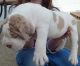 Alapaha Blue Blood Bulldog Puppies for sale in Dallas, TX, USA. price: $500