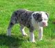 Alapaha Blue Blood Bulldog Puppies for sale in Beaver Creek, CO 81620, USA. price: NA