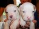 Alapaha Blue Blood Bulldog Puppies for sale in Birmingham, AL, USA. price: NA