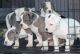 Alapaha Blue Blood Bulldog Puppies for sale in Georgetown, GA, USA. price: NA