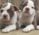 Alapaha Blue Blood Bulldog Puppies for sale in Detroit, MI, USA. price: NA