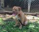 Alapaha Blue Blood Bulldog Puppies for sale in Irvington, NJ 07111, USA. price: NA
