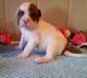 Alapaha Blue Blood Bulldog Puppies for sale in New York, NY, USA. price: NA