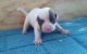 Alapaha Blue Blood Bulldog Puppies for sale in New York, NY, USA. price: NA