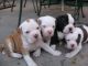 Alapaha Blue Blood Bulldog Puppies for sale in Indianapolis, IN, USA. price: NA