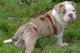 Alapaha Blue Blood Bulldog Puppies for sale in La Barge, WY 83123, USA. price: NA