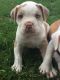 Alapaha Blue Blood Bulldog Puppies for sale in Los Angeles, CA, USA. price: NA