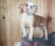 Alapaha Blue Blood Bulldog Puppies for sale in Seattle, WA, USA. price: NA