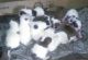 Alapaha Blue Blood Bulldog Puppies for sale in Alliance, OH 44601, USA. price: NA
