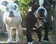 Alapaha Blue Blood Bulldog Puppies for sale in Fresno, CA, USA. price: $1,500