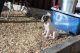 Alapaha Blue Blood Bulldog Puppies for sale in Seattle, WA, USA. price: NA