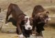 Alapaha Blue Blood Bulldog Puppies for sale in Abilene, Houston, TX 77020, USA. price: $500