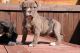 Alapaha Blue Blood Bulldog Puppies for sale in Atlanta, GA, USA. price: NA