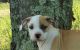 Alapaha Blue Blood Bulldog Puppies for sale in Shelocta, PA 15774, USA. price: NA