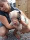 Alapaha Blue Blood Bulldog Puppies for sale in San Francisco, CA, USA. price: NA