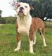 Alapaha Blue Blood Bulldog Puppies for sale in Shelocta, PA 15774, USA. price: NA