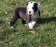 Alapaha Blue Blood Bulldog Puppies for sale in Houston, TX, USA. price: NA