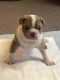Alapaha Blue Blood Bulldog Puppies for sale in Lanham, MD 20706, USA. price: NA