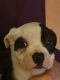 Alapaha Blue Blood Bulldog Puppies for sale in Kulpmont, PA 17834, USA. price: NA