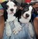 Alapaha Blue Blood Bulldog Puppies for sale in Nashville, TN, USA. price: NA