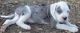 Alapaha Blue Blood Bulldog Puppies for sale in US-1, Jacksonville, FL, USA. price: NA