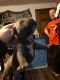 Alapaha Blue Blood Bulldog Puppies for sale in Brownsville, PA, USA. price: NA